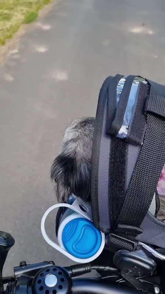 Radfahren mit Hund-Beitrag-Bild
