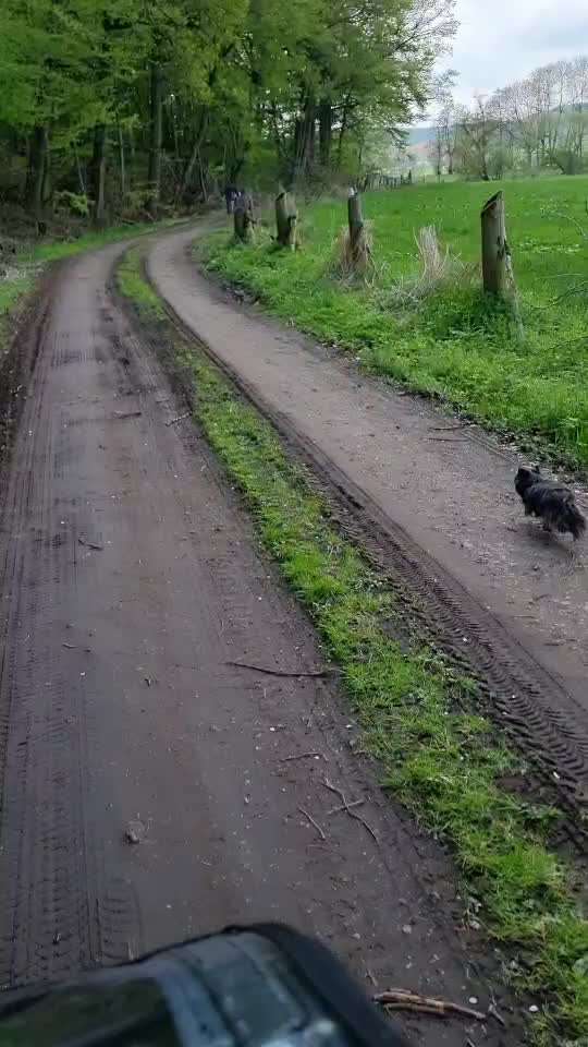 Radfahren mit Hund-Beitrag-Bild