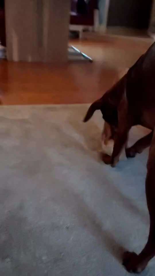 Liebhaber des Deutschen Pinscher gesucht.-Beitrag-Bild