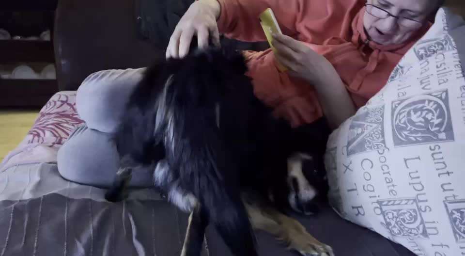 Zeigt eure verrücktesten Hundebilder-Beitrag-Bild