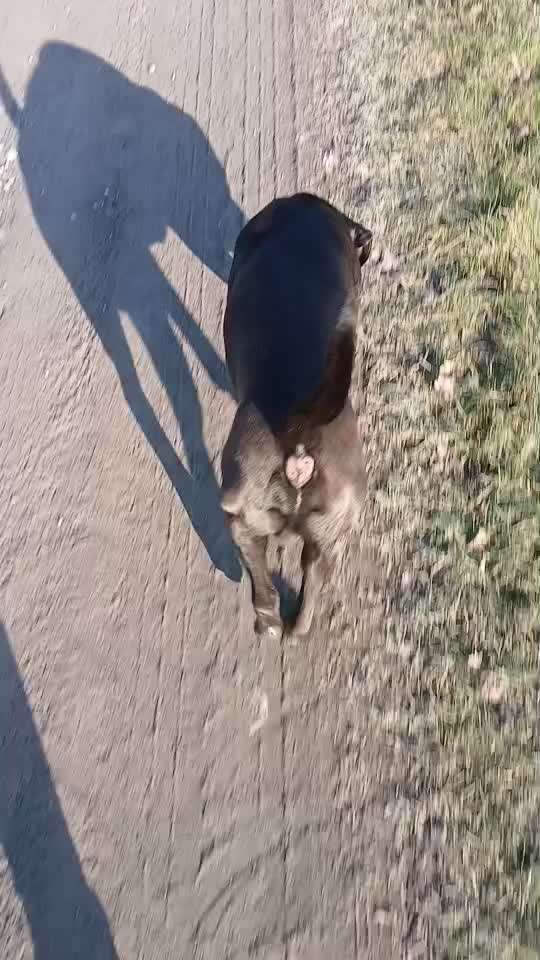 Wie optimal ist das Körpergewicht meines Hundes?-Beitrag-Bild