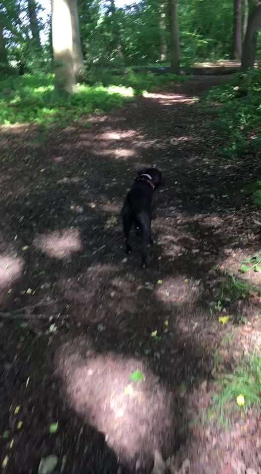 Leinenpflicht während Brut und Setzzeit-Beitrag-Bild