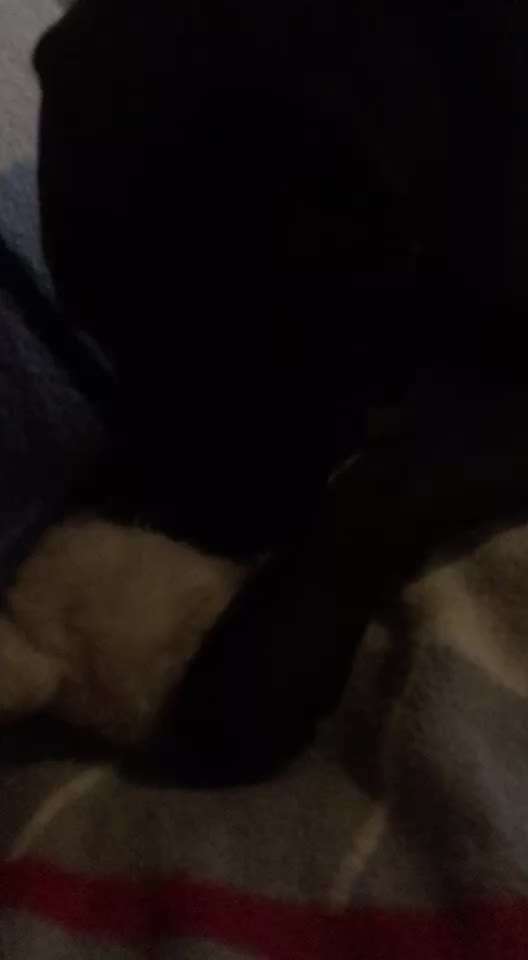 Welpe saugt am Kissen-Beitrag-Bild