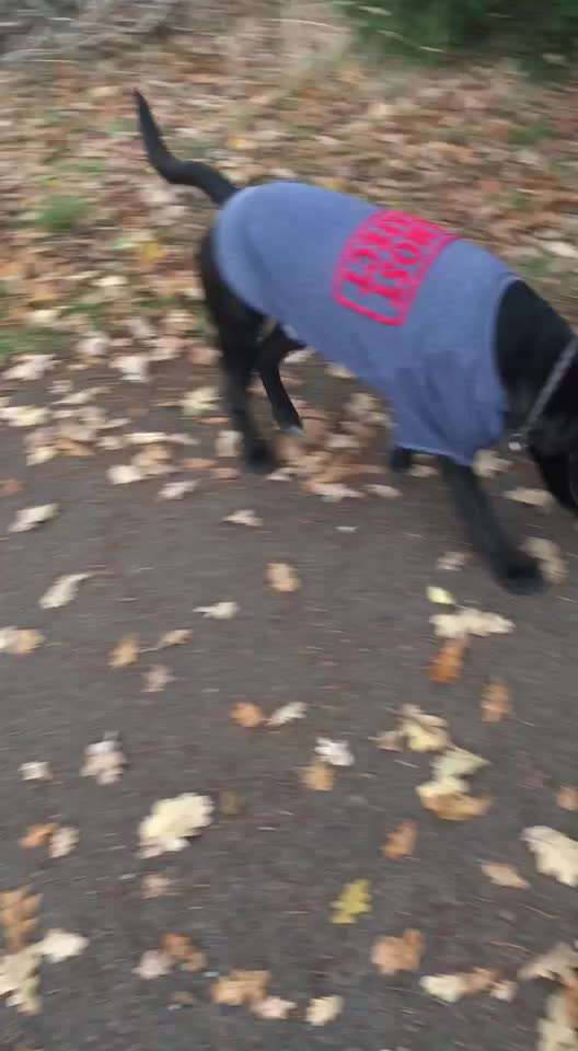 Hundekleidung - Top oder Flop-Beitrag-Bild