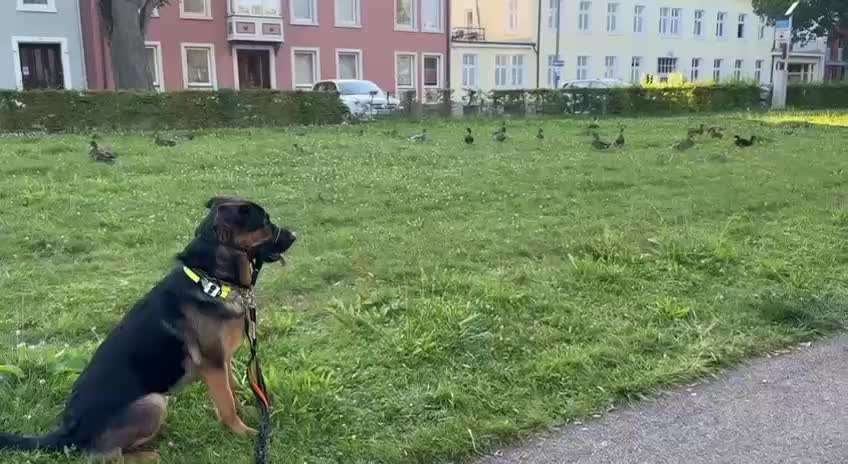 Jagdverhalten bei einem Hütehund-Beitrag-Bild