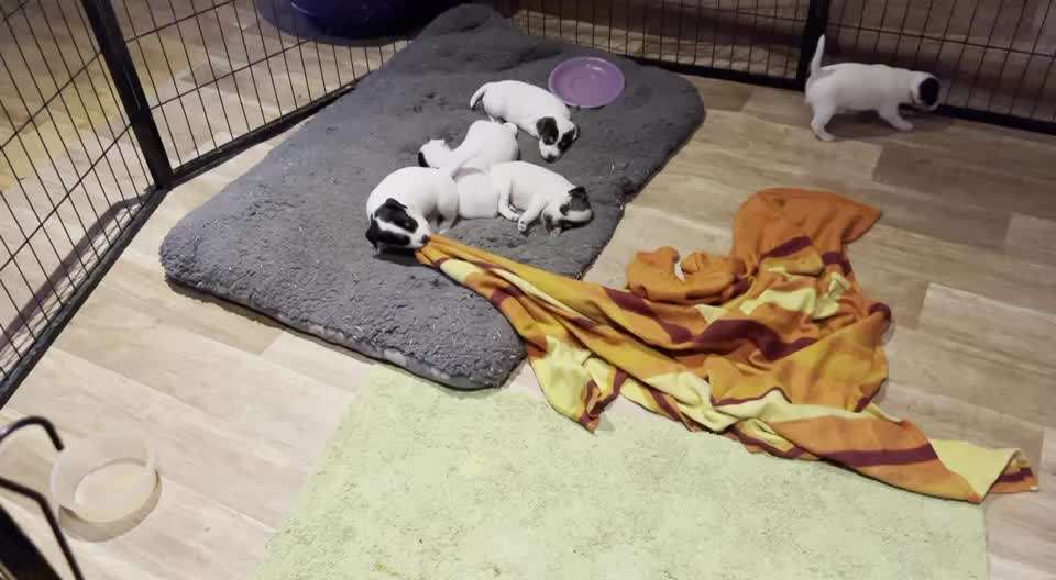 Nasenarbeit / Schnüffelspiele-Beitrag-Bild