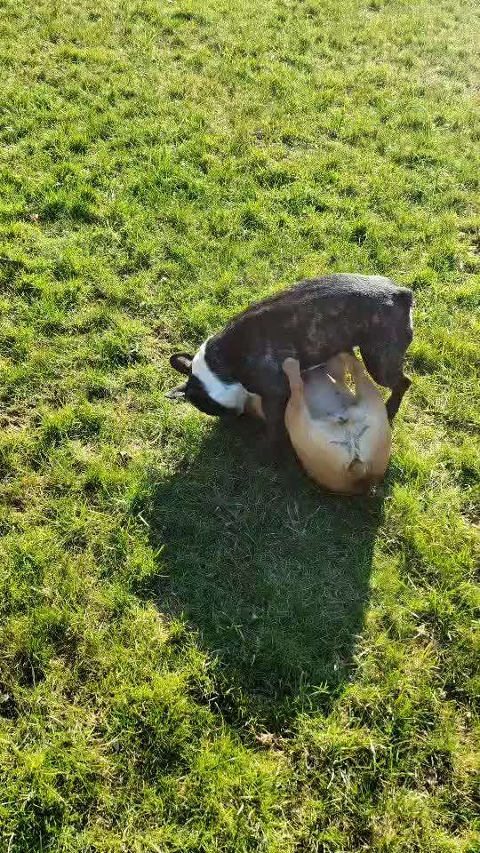 Französische Bulldoggen-Beitrag-Bild