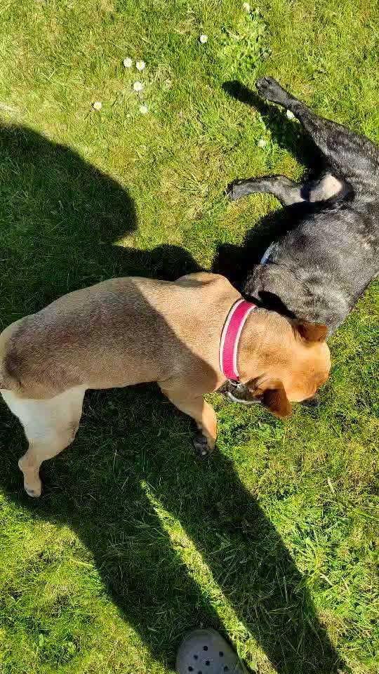 Französische Bulldoggen-Beitrag-Bild