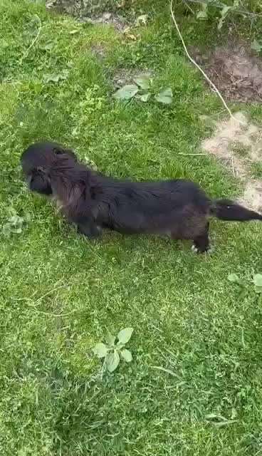 Tierschutzhunde suchen ein Zuhause-Beitrag-Bild