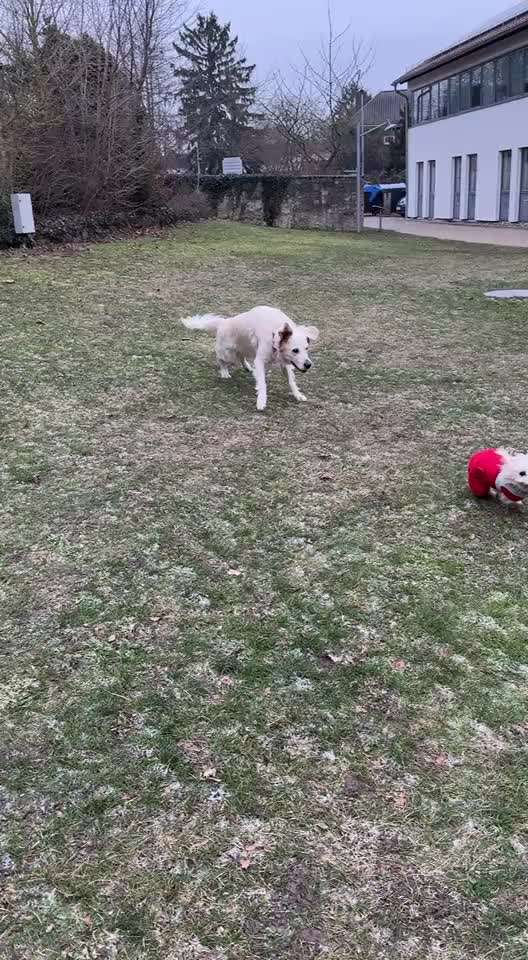 aktuelles Foto Gruppe Golden Retriever