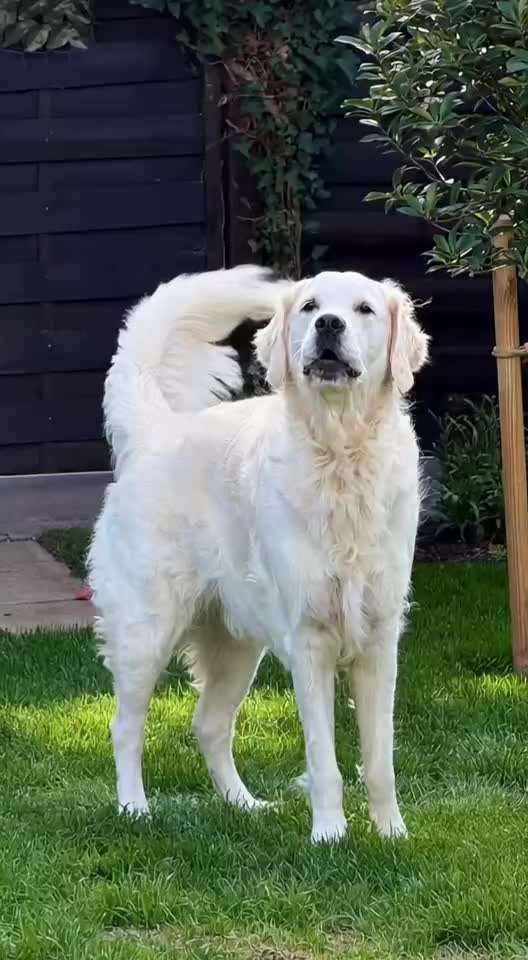 aktuelles Foto Gruppe Golden Retriever