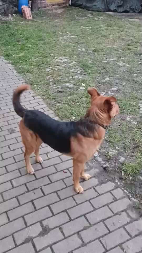 Hund läuft nicht an der Leine-Beitrag-Bild