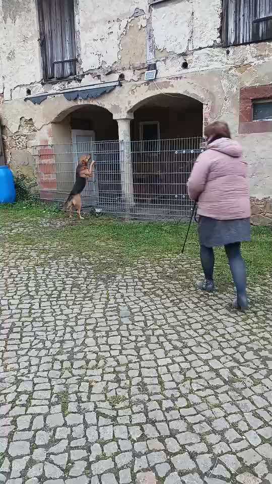 Hund läuft nicht an der Leine-Beitrag-Bild