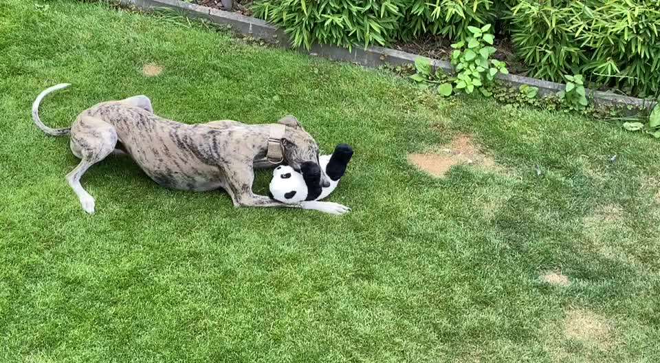 Windhunde - Treffen der besonderen Schönheiten
HERZLICH WILLKOMMEN-Beitrag-Bild