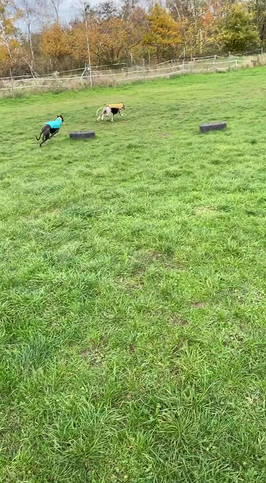 Windhunde - Treffen der besonderen Schönheiten
HERZLICH WILLKOMMEN-Beitrag-Bild