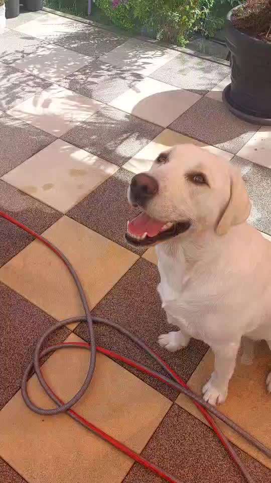 aktuelles Foto Gruppe Labrador