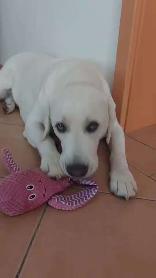 aktuelles Foto Gruppe Labrador