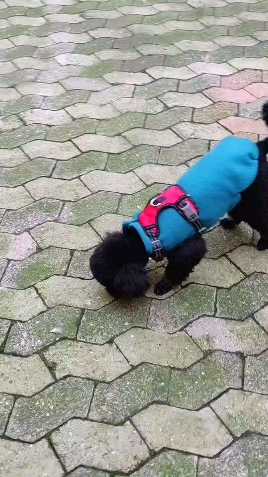 Charakter Pudel-Beitrag-Bild