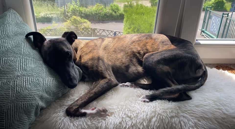 Windhunde - Treffen der besonderen Schönheiten
HERZLICH WILLKOMMEN-Beitrag-Bild