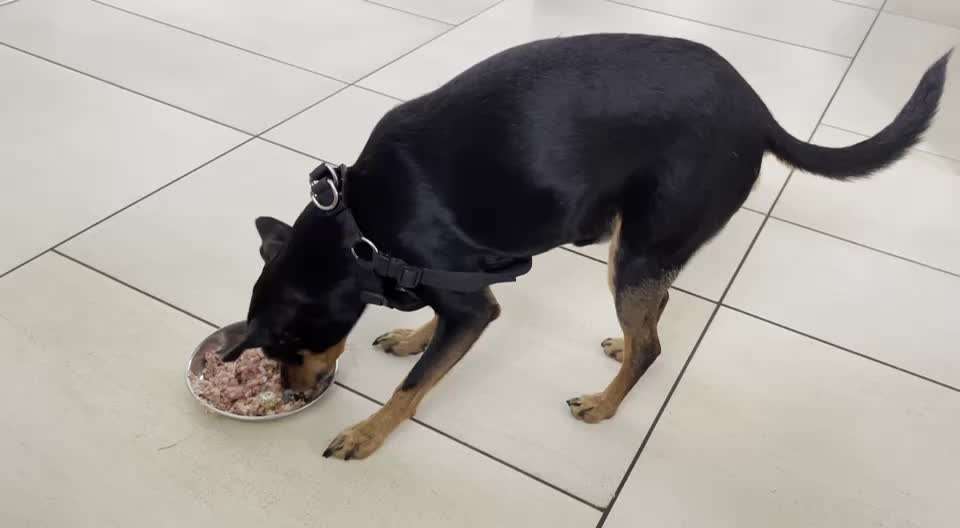 TierschutzhundeStammtisch🐕-Beitrag-Bild