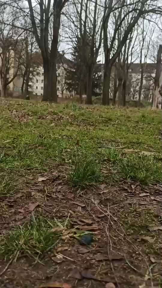 Bikejöring-Beitrag-Bild