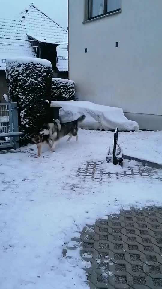 Zeigt hier Euer liebstes Video Eurer Hunde-Beitrag-Bild