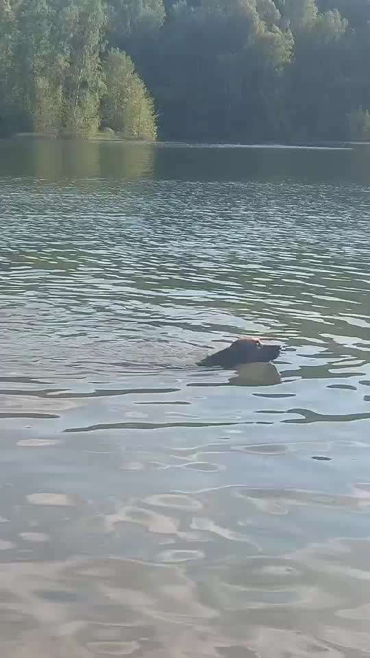 Rhodesian Ridgeback-Beitrag-Bild