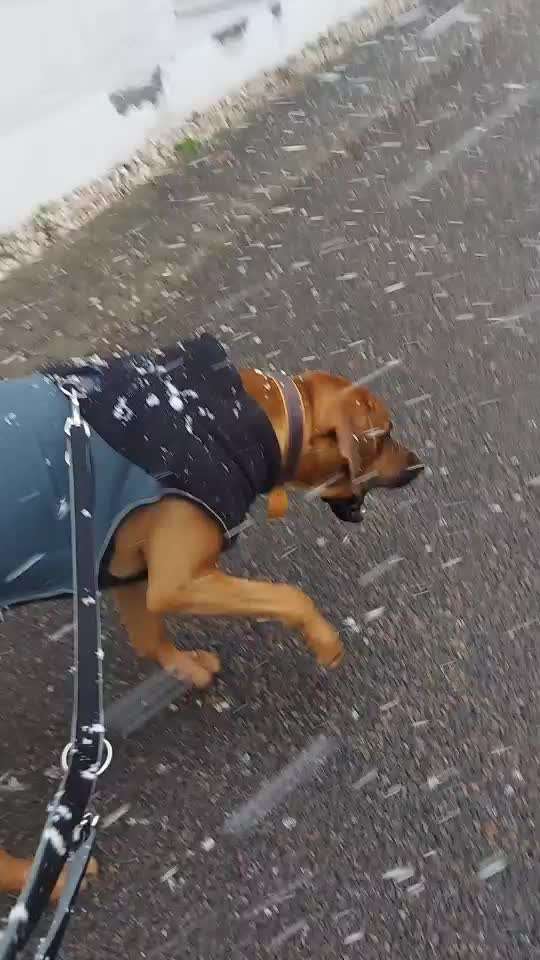 Rhodesian Ridgeback-Beitrag-Bild