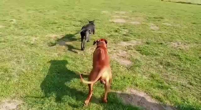 Rhodesian Ridgeback-Beitrag-Bild