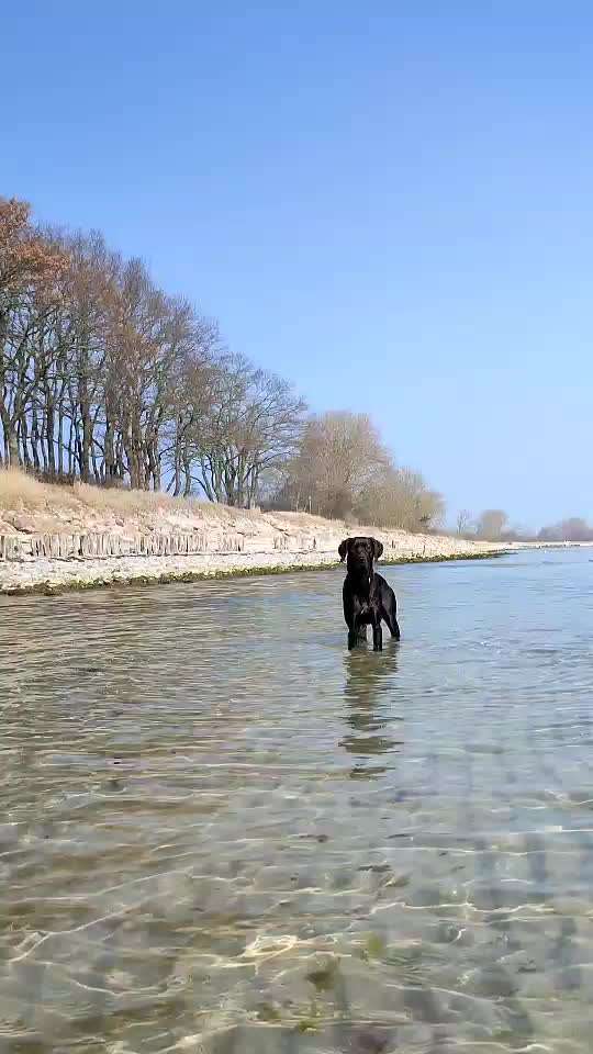 Rhodesian Ridgeback-Beitrag-Bild