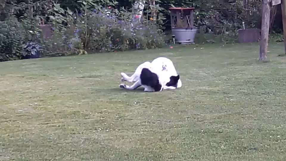 Schwanz jagen-Beitrag-Bild