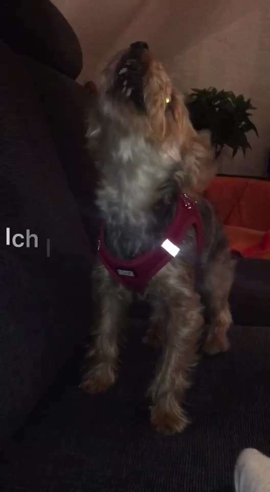 Handy Video Challenge Nr. 39- Bellen u.s.w.-Beitrag-Bild