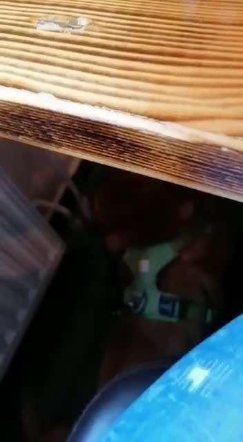 Gehören Hunde ins Restaurant?-Beitrag-Bild