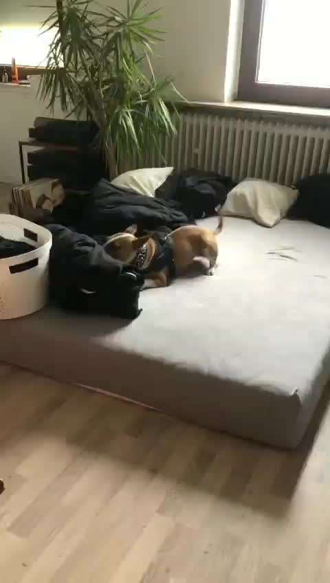 Miniatur Bull Terrier-Beitrag-Bild