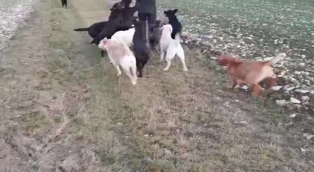 Labradorfans-Beitrag-Bild