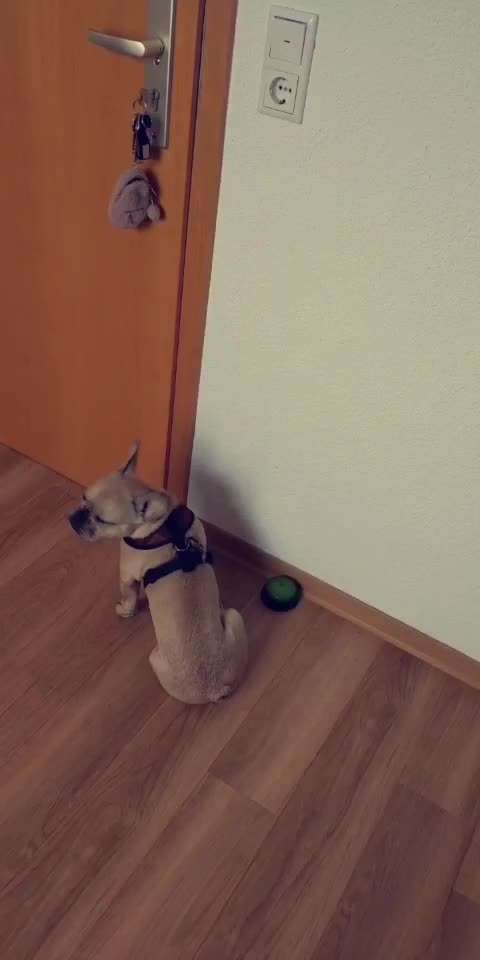 Trickdogging-Beitrag-Bild