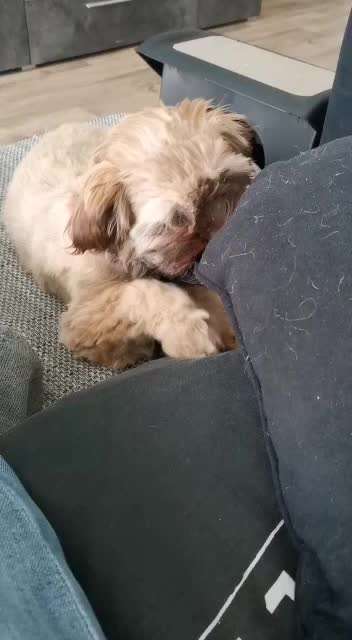 Welpe saugt am Kissen-Beitrag-Bild