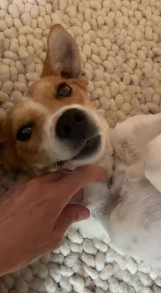 Vertrauen zwischen Hund und Halter-Beitrag-Bild