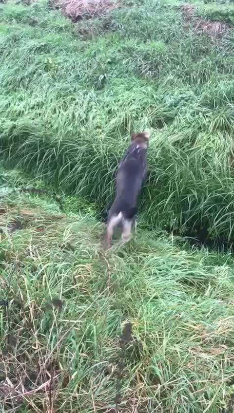 Auslandstierschutz-Beitrag-Bild