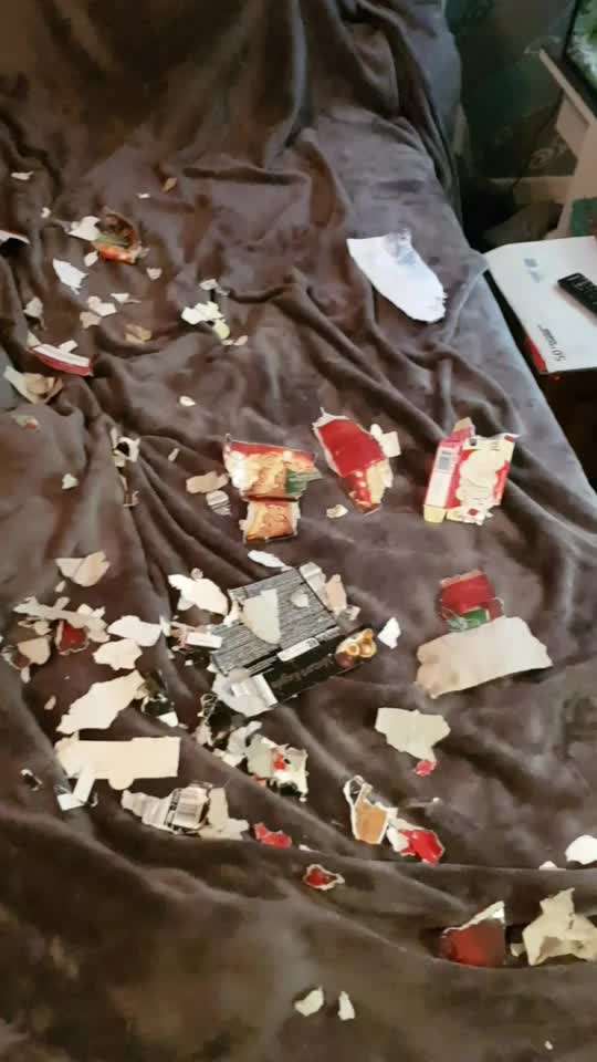 Windhunde - Treffen der besonderen Schönheiten
HERZLICH WILLKOMMEN-Beitrag-Bild