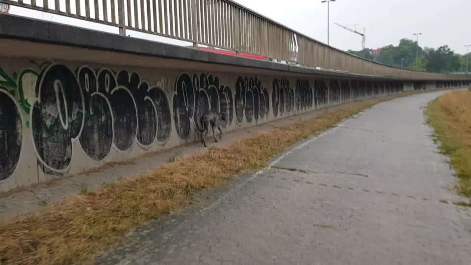 Windhunde - Treffen der besonderen Schönheiten
HERZLICH WILLKOMMEN-Beitrag-Bild