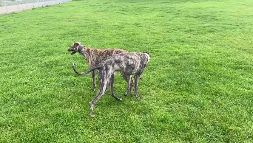 Windhunde - Treffen der besonderen Schönheiten
HERZLICH WILLKOMMEN-Beitrag-Bild