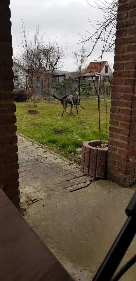 Windhunde - Treffen der besonderen Schönheiten
HERZLICH WILLKOMMEN-Beitrag-Bild