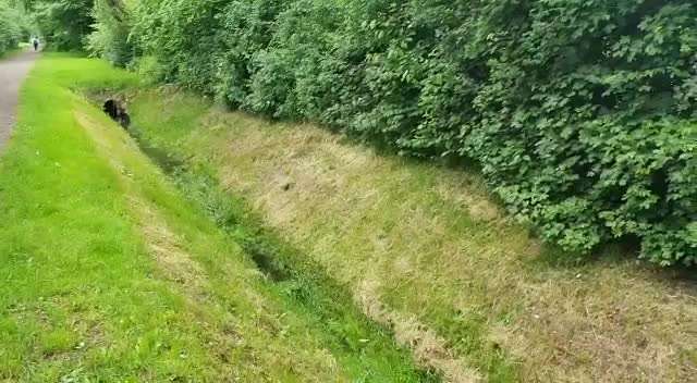 Alles rund um den Schäferhund, diskutieren erwünscht.-Beitrag-Bild