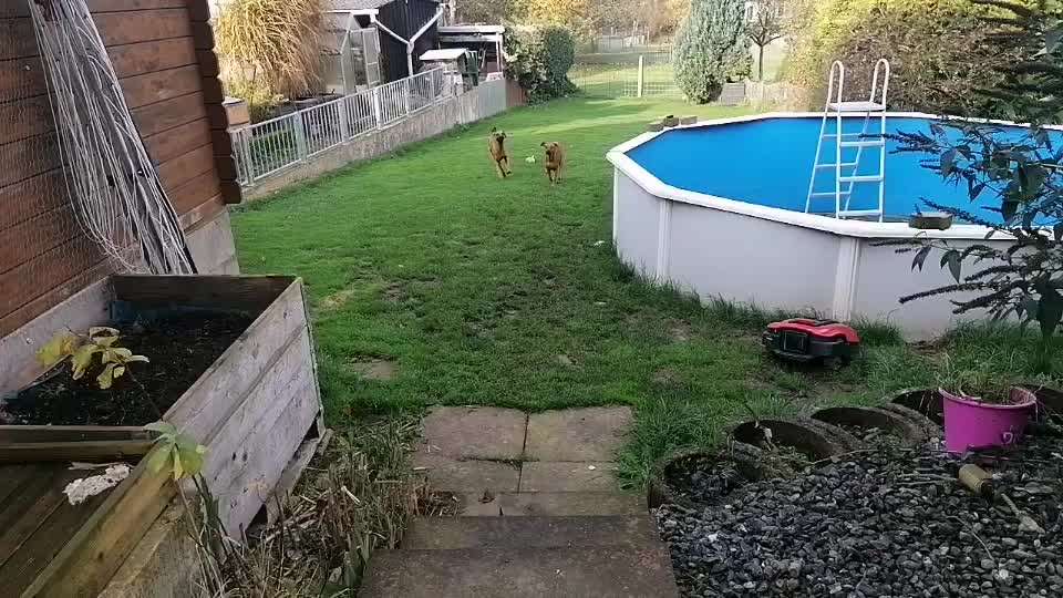 Rhodesian Ridgeback-Beitrag-Bild