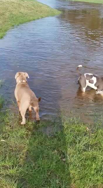 Zeigt hier Euer liebstes Video Eurer Hunde-Beitrag-Bild