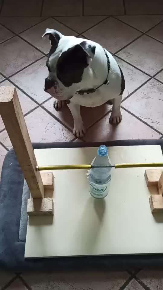 Bastelstunde für den Vierbeiner-Beitrag-Bild