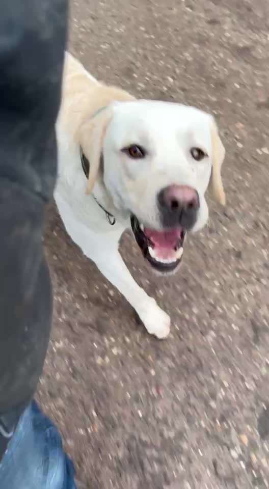 Hund will nicht Platz machen. Habt ihr Tipps?-Beitrag-Bild