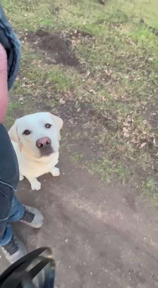 Hund will nicht Platz machen. Habt ihr Tipps?-Beitrag-Bild