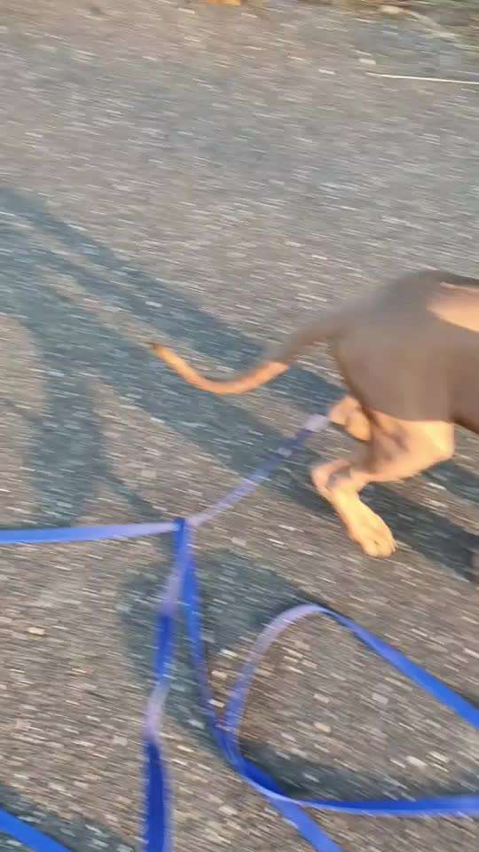 Rhodesian Ridgeback-Beitrag-Bild